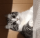 King Ryzen.'s Icon