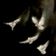 ʀᴇxﾠ's Icon